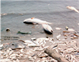 Shoreline with dead fish
