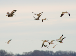 Birds flying